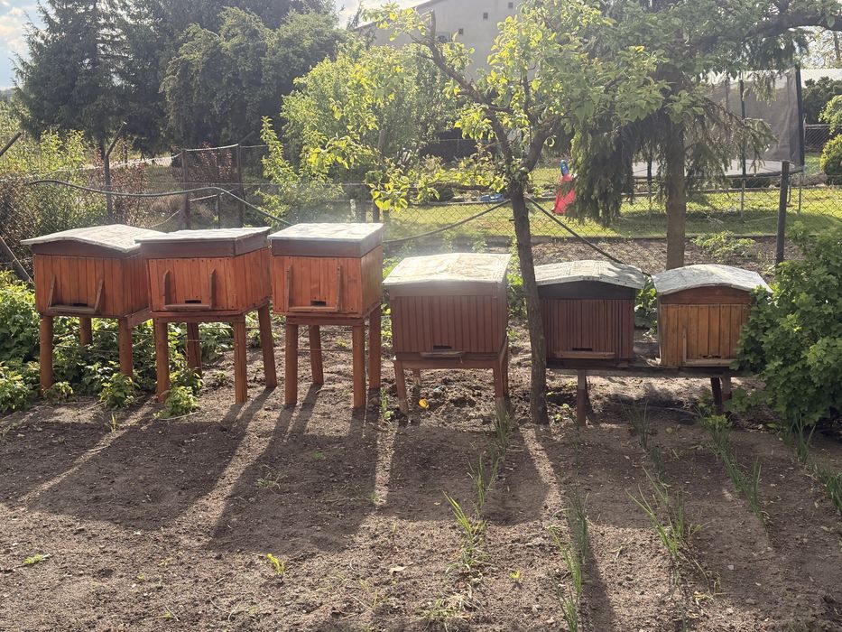 Ule 6szt jeden 250zl