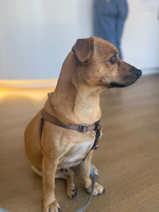 Cão para adoção responsável