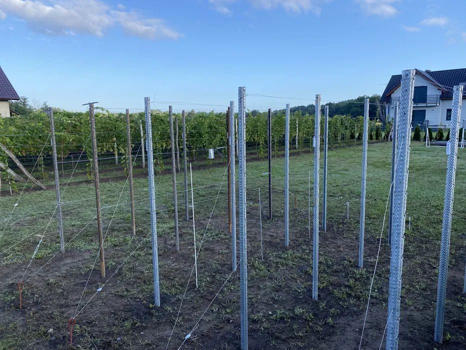 Słupki do winnicy / malin / winogron / ogrodzenie - najlepsze i tanie!