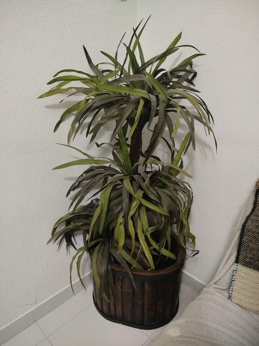 Planta Artificial Grande Decorativa (Estilo Dracena / Yucca) com Vaso