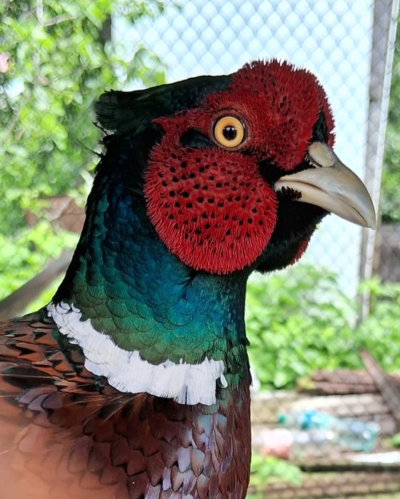 Фазани мисливські яйце 18 грн