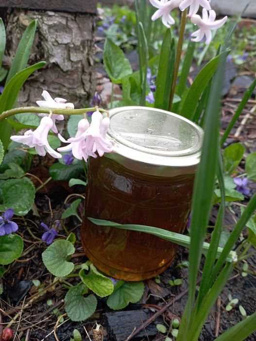 Сік Лопуха( екстракт)