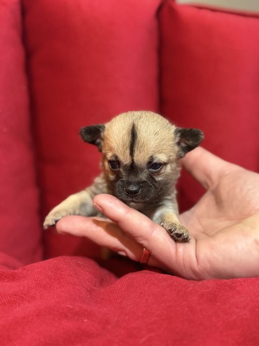 Chihuahua mini piesek długowłosy