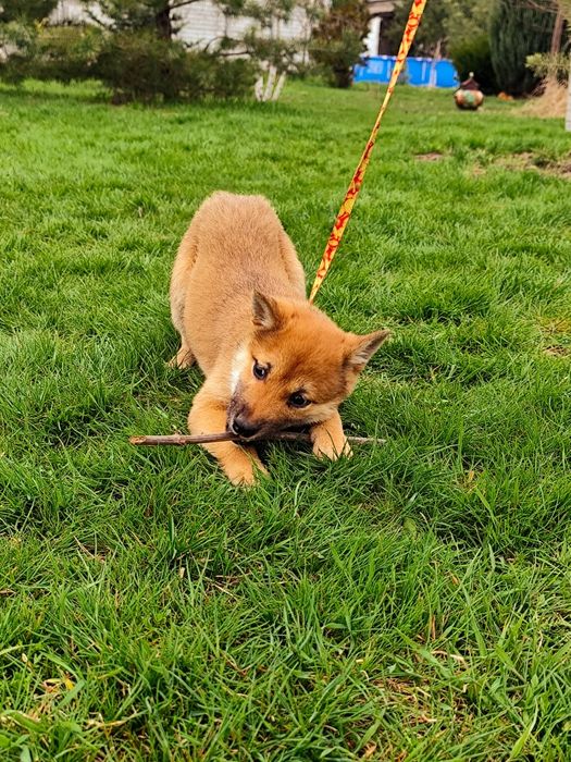 Дівчинка Шиба/ Сіба Іну