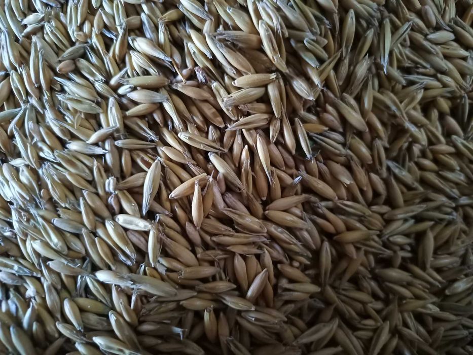 Owies samuraj sprzedam