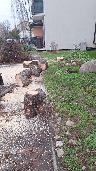 Wycinka drzew drwal -pilarz