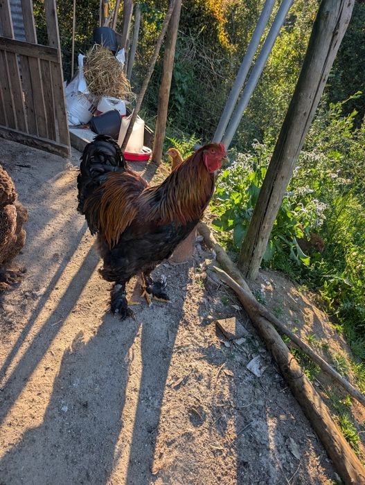 Ovos para incubação e pintos Brahma