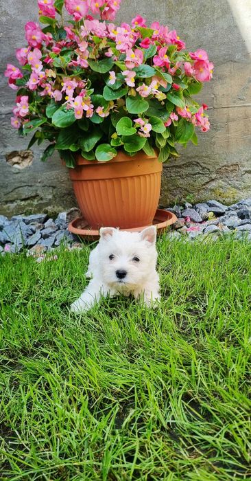 West Highland White Terrier suczka