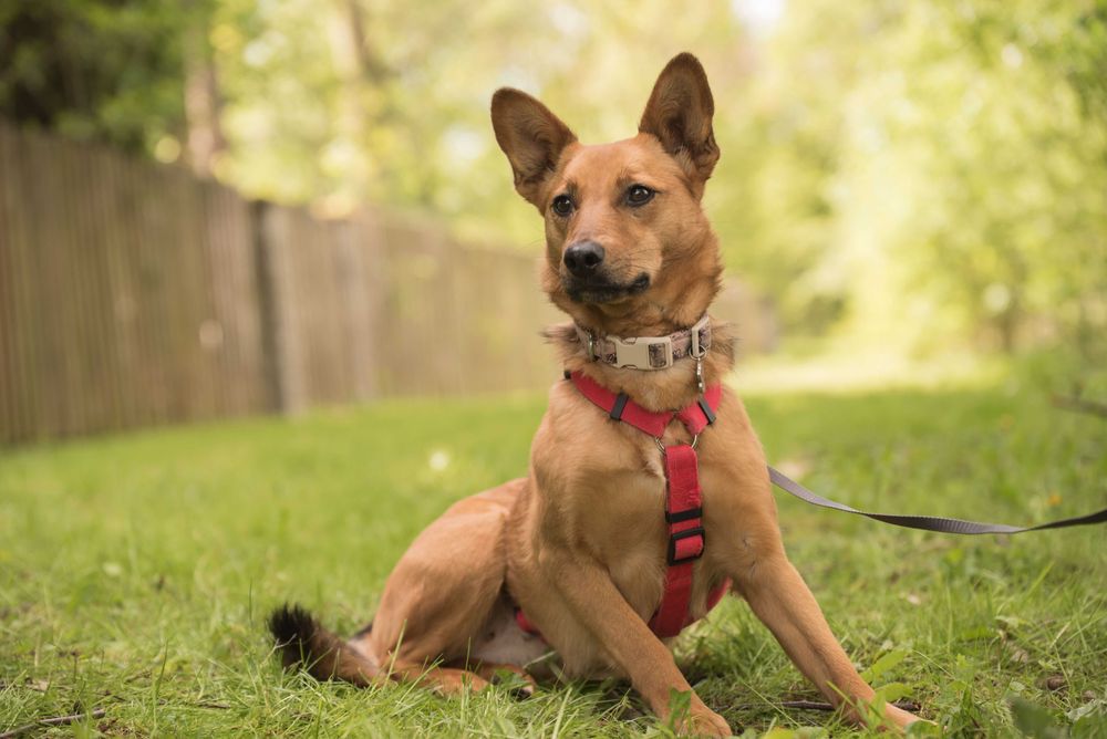 ANIDA - młoda ruda sunia