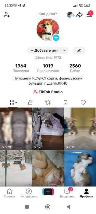 Мальчики  вельш корги пемброк