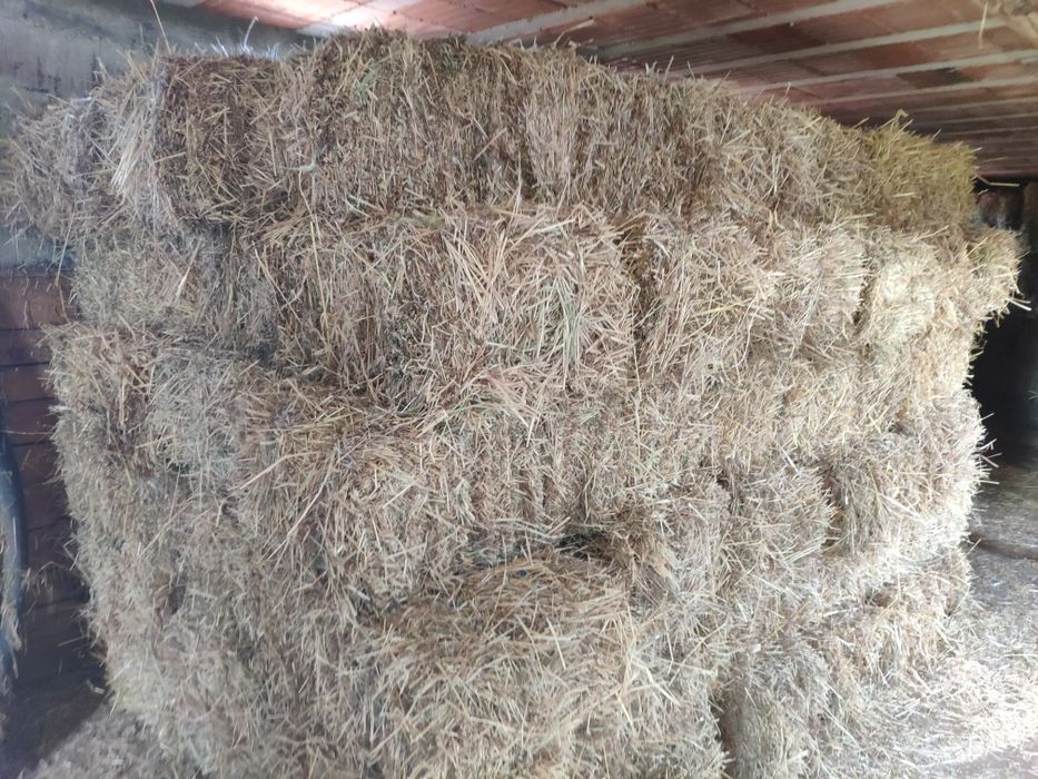 Fardos de palha 2025