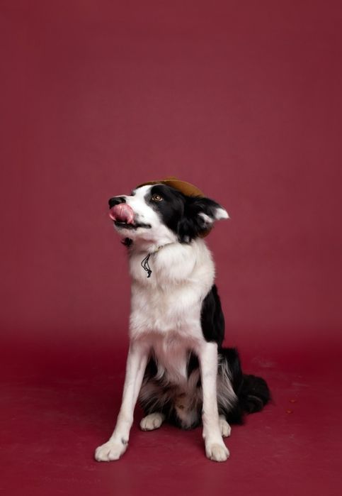 Border Collie para Acasalamento – Leiria