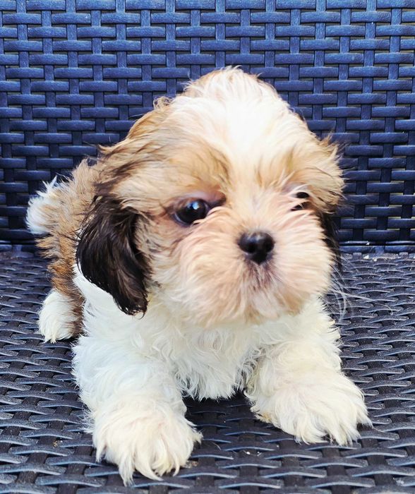 Shih Tzu Macho Faço ENTREGA