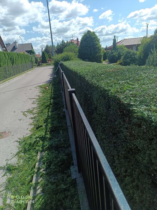 zakładanie, pielęgnacja, cięcie, wertykulacja ogrodów