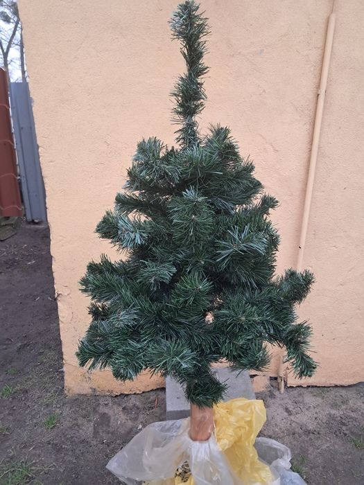 Choinka na pniu..