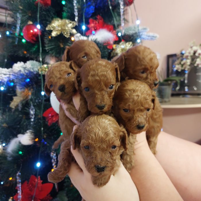 На бронь пуделята