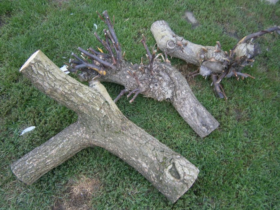 do terarium konar wierzby mandżurskiej.