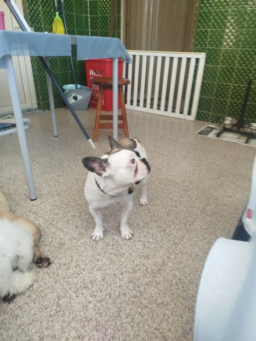 Bulldog francês menino