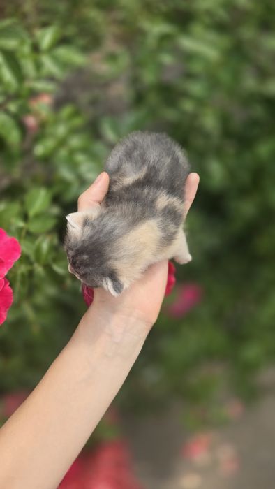 кошеня шукає дім