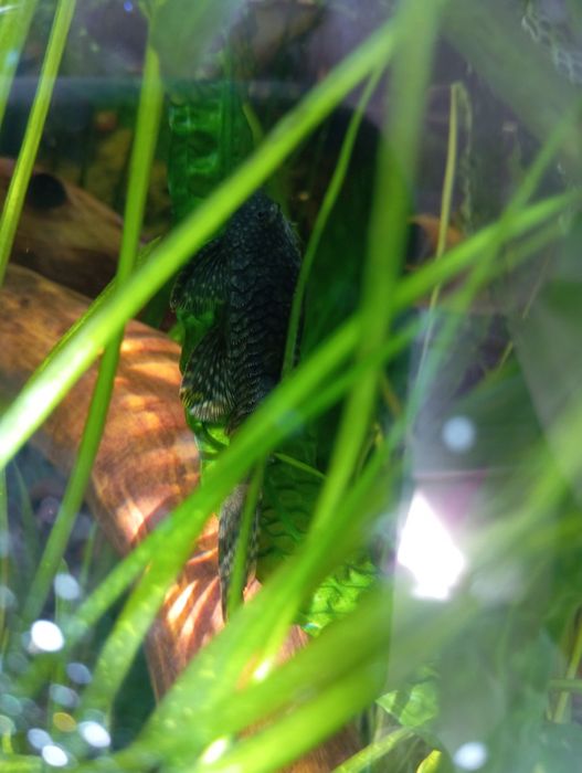 Glonojady / Zbrojniki