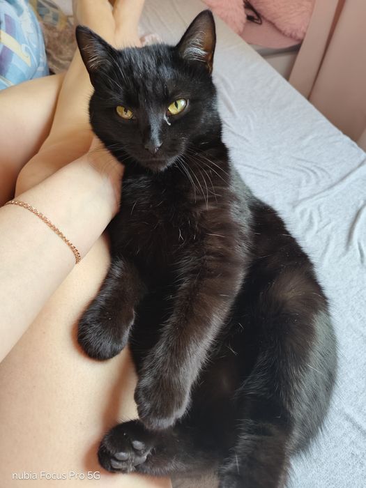 Кішка  котик кіт віддам лише відповідальним людям