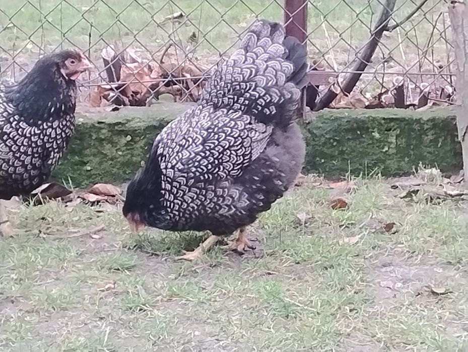 Jaja lęgowe. Barnevelder srebrnonluskany