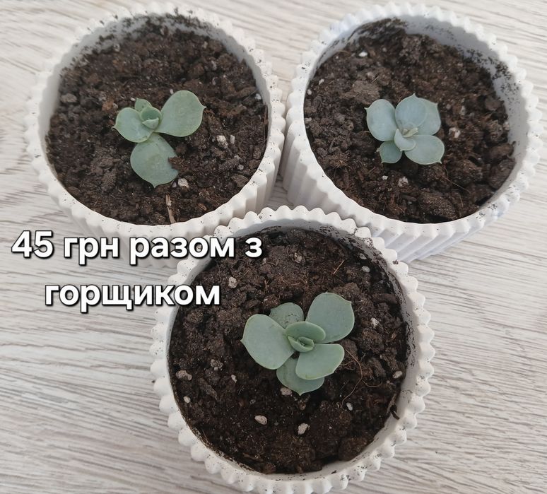 Літопси, сукуленти