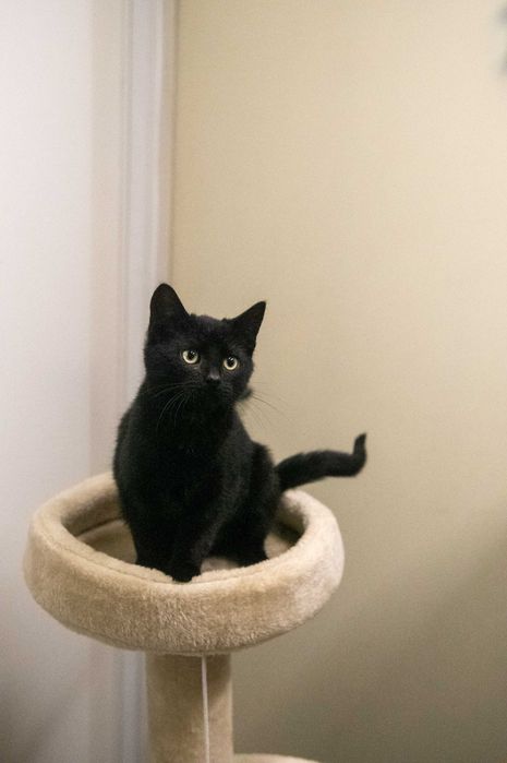 Słodki Hebanek szuka domu