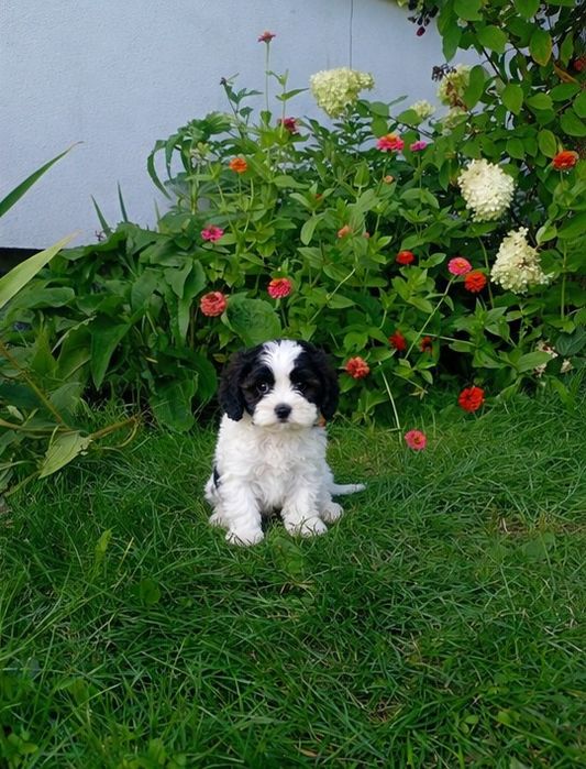 Cavapoo  śliczne
