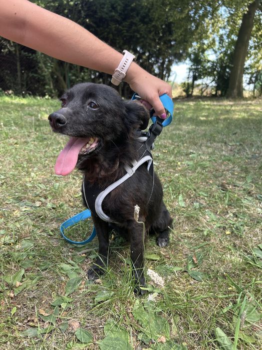 Kruszynka szuka domu 6 kg