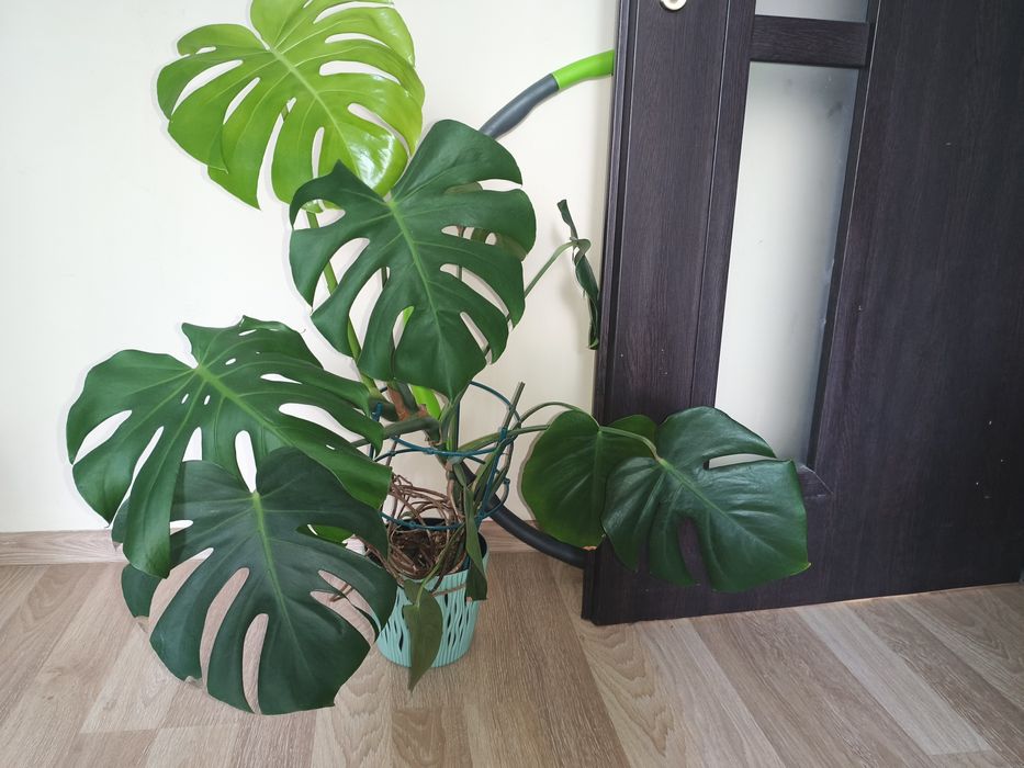 Monstera kwiat doniczkowy