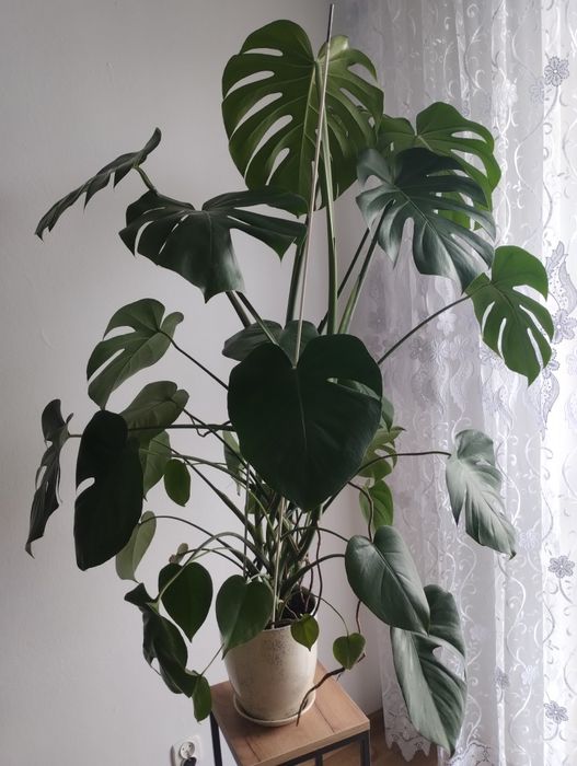 Piękna duża monstera.