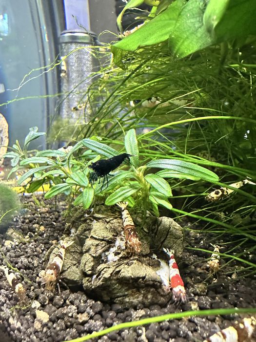 Krewetki caridina po selekcji Black Crystal