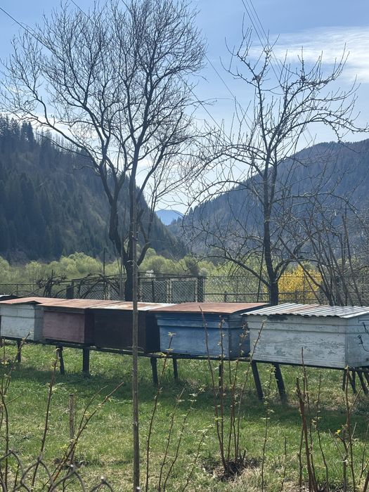 Вулики вулик для бджіл