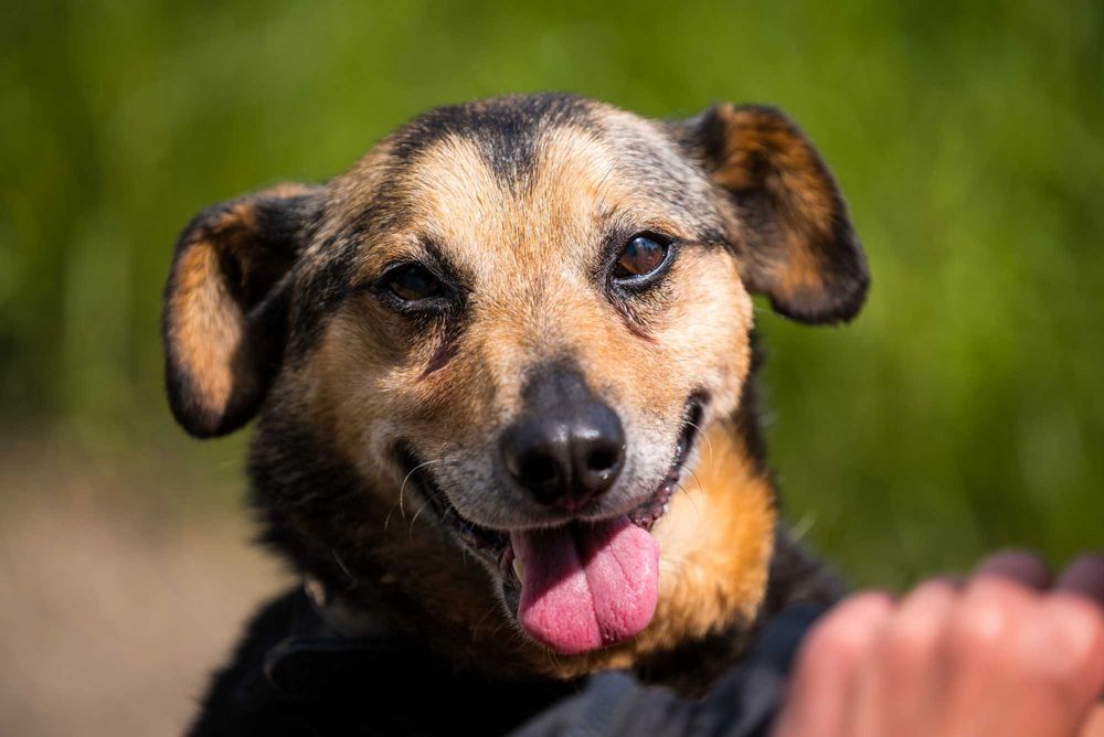 Tropi - spokojny niewielki pies do adopcji