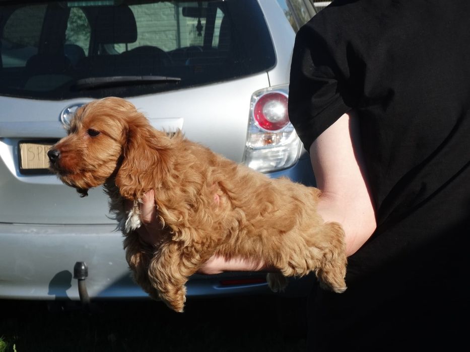 Cockapoo suczka odchowana