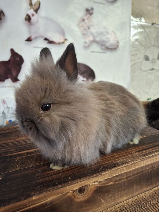 Sprzedam króliczki miniaturki TEDDY