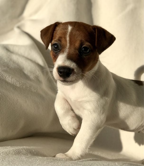 Шикарная  Девочка КСУ Питомник