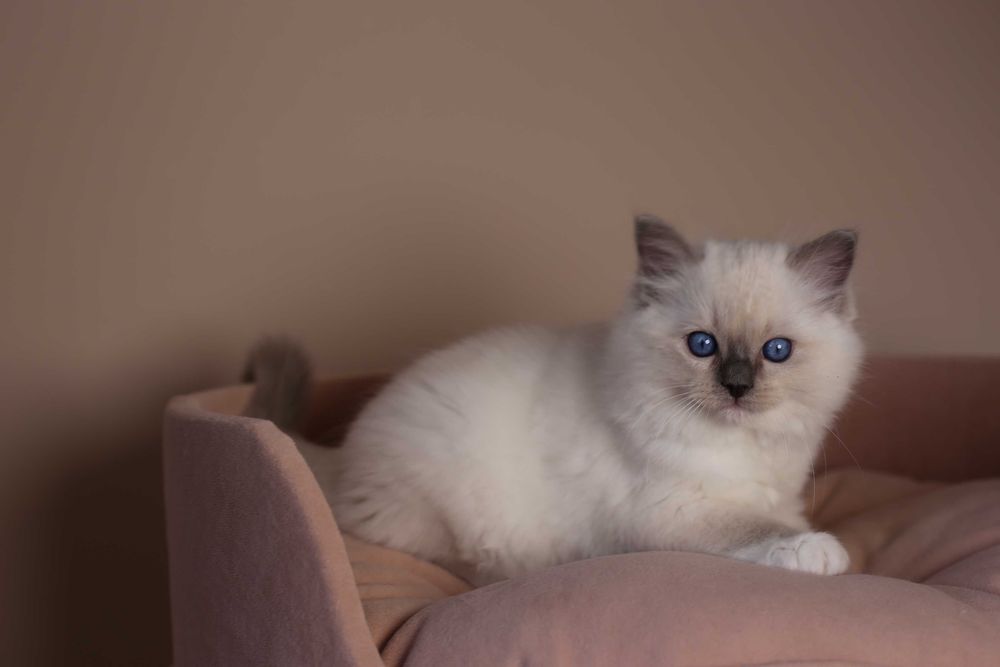 Ragdoll kocurek Amigo z hodowli Castillo Cat*PL