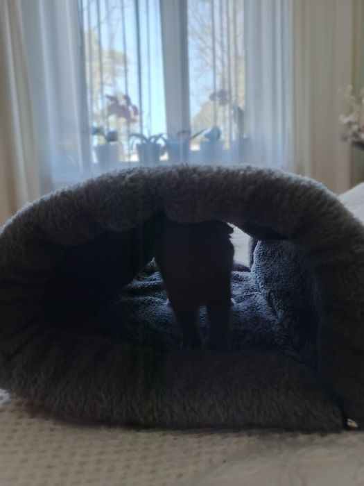 Лежанка, печера для котів