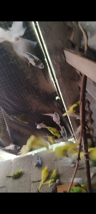 Piriquitos deste ano para ceder