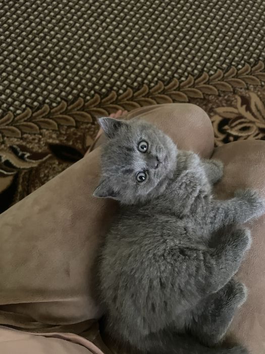 Шотландські кошенята