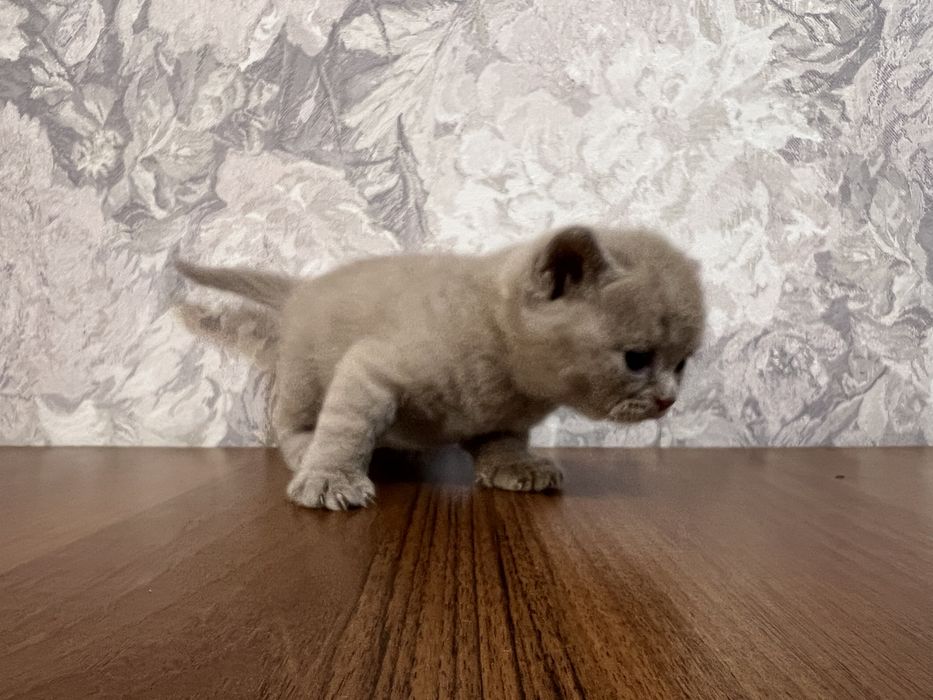 Котята шотландские