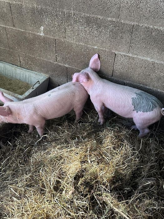 Leitões bisaro com pietran