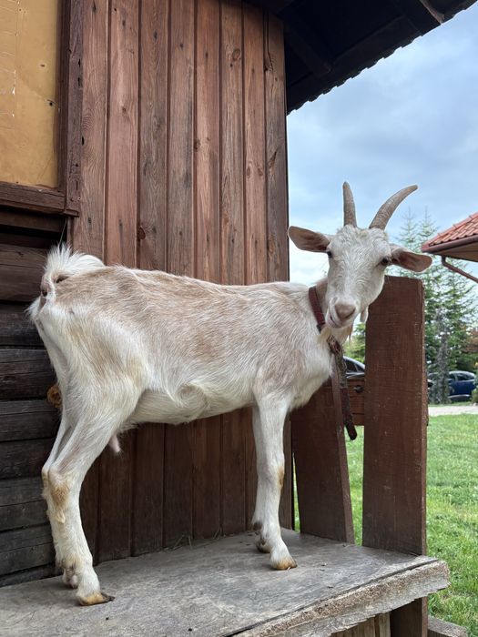 PILNIE sprzedam koze 2 letnia mleczna