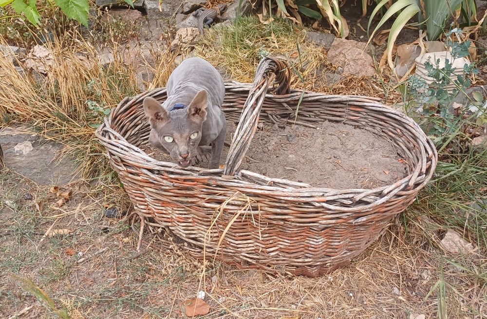 Шикарный кот Канадский сфинкс! Вязка!