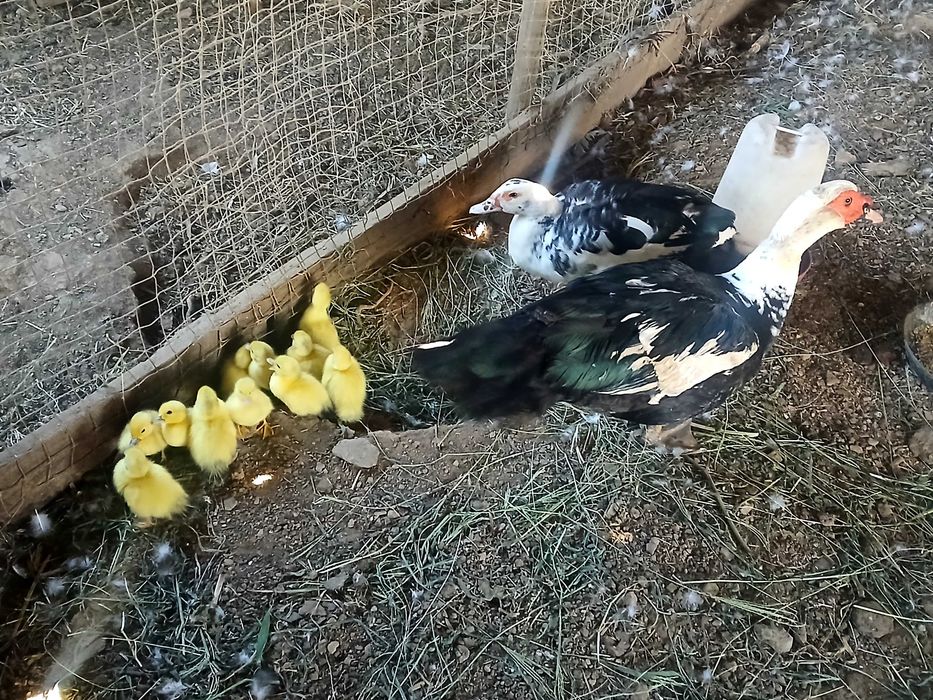 Patos mudos bebés