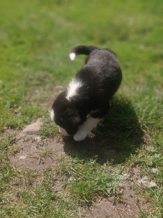 Szczeniaki mieszańce Beagle