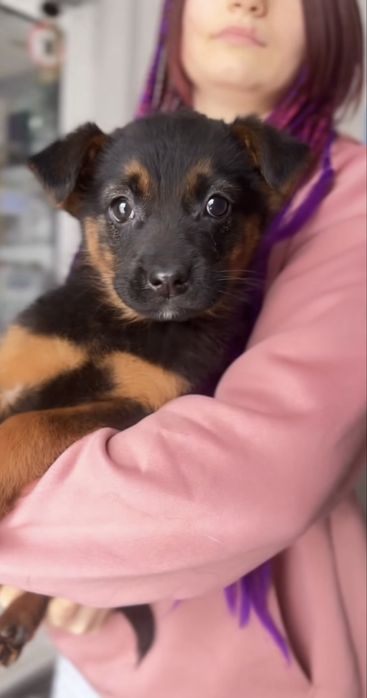 Метис німецької вівчарки 6 собаченят