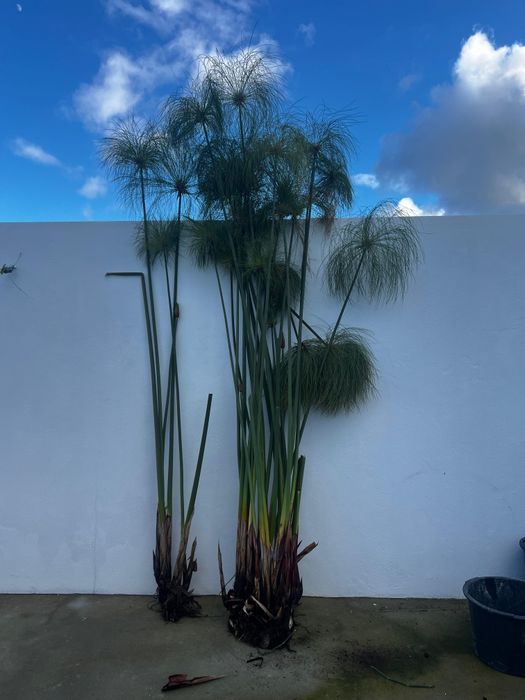 Plantas de Papiro (Cyperus papyrus) – Ornamentais e Exóticas